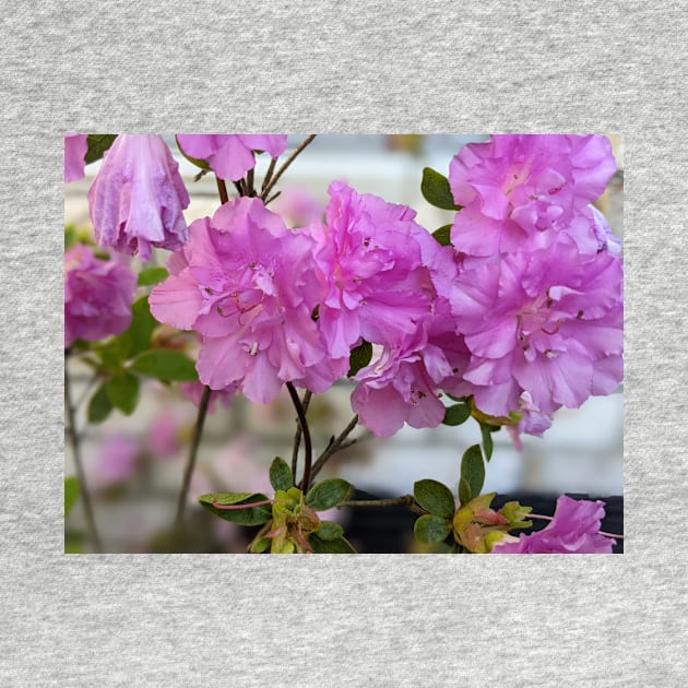 Cluster of Pink  Ruffled Flowers Against Brick Wall 2 by AustaArt